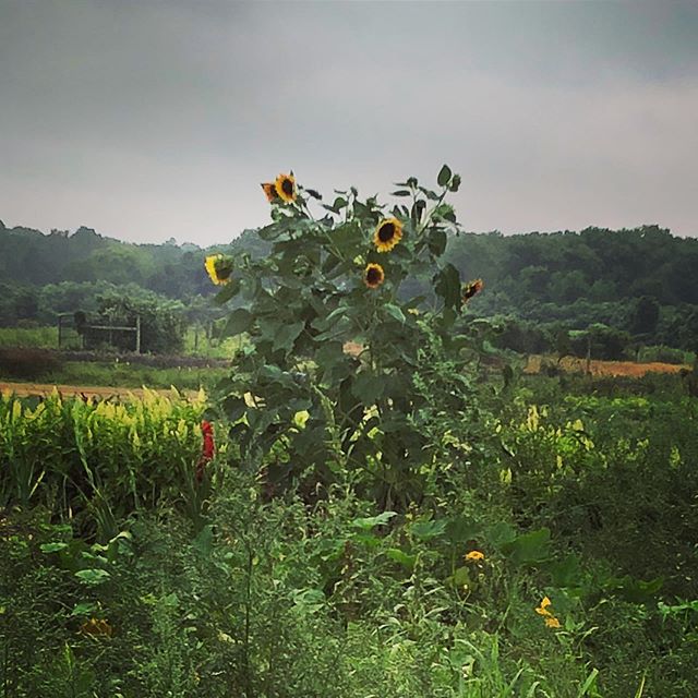 Tall sunflowers growing in a green field under a cloudy sky