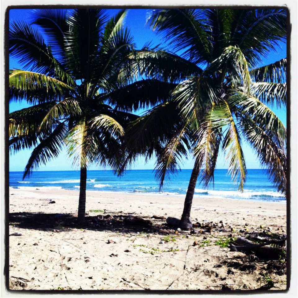 Palm trees on a quiet tropical beach