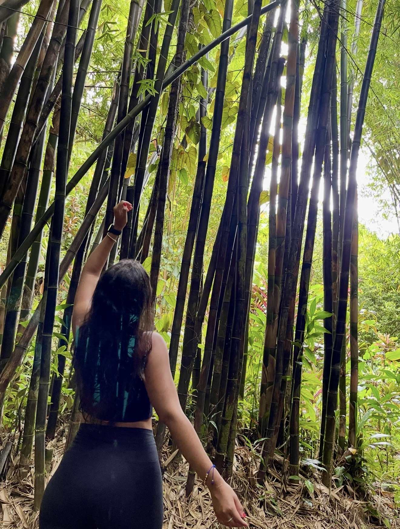 Nicole Aydinoglo in a bamboo forest